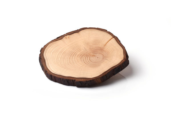 Baumscheibe von Hand geschliffen aus Zypresse, Untersetzer aus Holz
